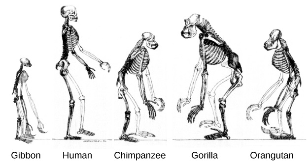Image depicts various skeletons of great ape primates, including gibbon, chimp, and human. The skeletons have significant similarities, but their posture and structures differ. Most apes have much longer arms relative to their height than do humans. Only humans and gibbons have an upright posture. And gorillas, chimps, and orangutans have much larger vertebrae (relative to their size) in the neck and upper back.