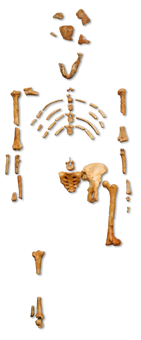 Partial skeleton is human-like but child-sized.