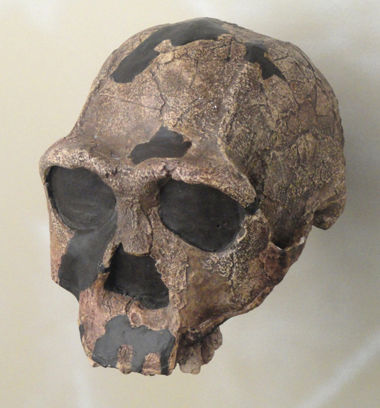 The photo shows a skull that looks similar to a human skull but has prominent brow ridges.
