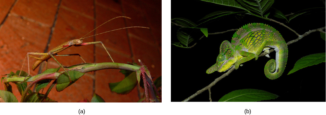 Photo a shows a green walking stick insect that resembles the stem on which it sits. Photo b shows a green chameleon that resembles a leaf.