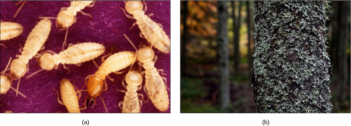 Photo (a) shows yellow termites and photo b shows a tree covered with lichen; the tree's bark appears covered in a mossy, fuzzy substance.