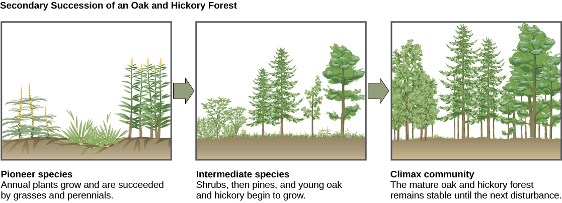 The three illustrations show secondary succession of an oak and hickory forest. The first illustration shows a plot of land covered with pioneer species, including grasses and perennials. The second illustration shows the same plot of land later covered with intermediate species, including shrubs, pines, oak, and hickory. The third illustration shows the plot of land covered with a climax community of mature oak and hickory. This community remains stable until the next disturbance.