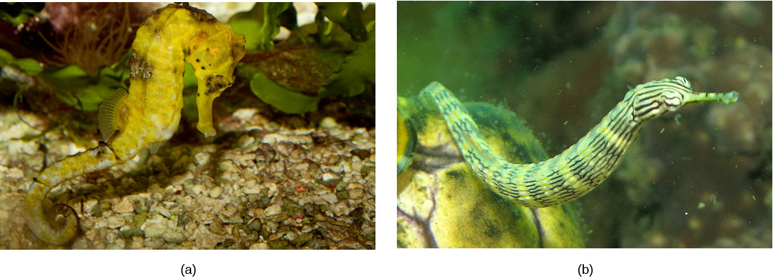 Photo (a) shows a yellow sea horse; (b) shows a pipefish, which is green and tubular with a long snout.