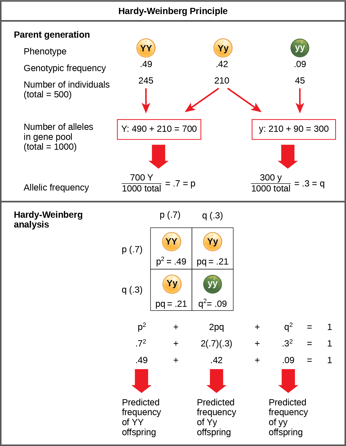 The Hardy-Weinberg principle is used to predict the genotypic distribution of offspring in a given population. In the example given, pea plants have two different alleles for pea color. The dominant capital Y allele results in yellow pea color, and the recessive small y allele results in green pea color. The distribution of individuals in a population of 500 is given. Of the 500 individuals, 245 are homozygous dominant (capital Y capital Y) and produce yellow peas. 210 are heterozygous (capital Y small y) and also produce yellow peas. 45 are homozygous recessive (small y small y) and produce green peas. The frequencies of homozygous dominant, heterozygous, and homozygous recessive individuals are 0.49, 0.42, and 0.09, respectively. Each of the 500 individuals provides two alleles to the gene pool, or 1000 total. The 245 homozygous dominant individuals provide two capital Y alleles to the gene pool, or 490 total. The 210 heterozygous individuals provide 210 capital Y and 210 small y alleles to the gene pool. The 45 homozygous recessive individuals provide two small y alleles to the gene pool, or 90 total. The number of capital Y alleles is 490 from homozygous dominant individuals plus 210 from homozygous recessive individuals, or 700 total. The number of small y alleles is 210 from heterozygous individuals plus 90 from homozygous recessive individuals, or 300 total. The allelic frequency is calculated by dividing the number of each allele by the total number of alleles in the gene pool. For the capital Y allele, the allelic frequency is 700 divided by 1000, or 0.7; this allelic frequency is called p. For the small y allele the allelic frequency is 300 divided by 1000, or 0.3; the allelic frequency is called q. Hardy-Weinberg analysis is used to determine the genotypic frequency in the offspring. The Hardy-Wienberg equation is p-squared plus 2pq plus q-squared equals 1. For the population given, the frequency is 0.7-squared plus 2 times .7 times .3 plus .3-squared equals one. The value for p-squared, 0.49, is the predicted frequency of homozygous dominant (capital Y capital Y) individuals. The value for 2pq, 0.42, is the predicted frequency of heterozygous (capital Y small y) individuals. The value for q-squared, .09, is the predicted frequency of homozygous recessive individuals. Note that the predicted frequency of genotypes in the offspring is the same as the frequency of genotypes in the parent population. If all the genotypic frequencies, .49 plus .42 plus .09, are added together, the result is one