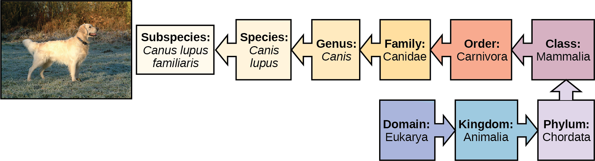 The illustration shows the classification of a dog, which belongs in the domain Eukarya, kingdom Animalia, phylum Chordata, class Mammalia, order Carnivore, family Canidae, genus Canis, species Canis lupus, and the subspecies is Canis lupus familiaris.