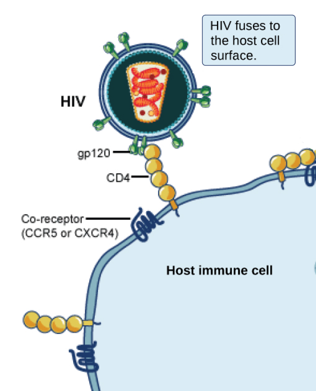 In the illustration a viral receptor on the surface of an H I V virus is attaches to a co-receptor embedded in the plasma membrane. The co-receptor is either C C R 5 or C X C R 4.
