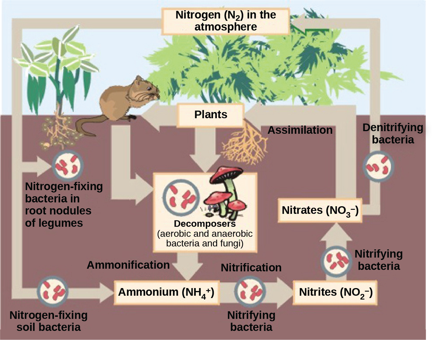 This illustration shows the role of bacteria in the nitrogen cycle. Nitrogen-fixing bacteria in root nodules of legumes convert nitrogen gas, or upper case N 2, into organic nitrogen found in plants. Nitrogen-fixing soil bacteria produce ammonium ion, or upper N upper H 4 plus sign. Decomposers, including bacteria and fungi, decompose organic matter, also releasing upper N upper H 4 plus sign. Nitrification is the process by which nitrifying bacteria produce nitrites, shown as upper N upper O 2 negative, and nitrates, shown as upper N upper O 3 negative. Nitrates are assimilated by plants, then animals, then decomposers. Denitrifying bacteria convert nitrates to nitrogen gas, completing the cycle.