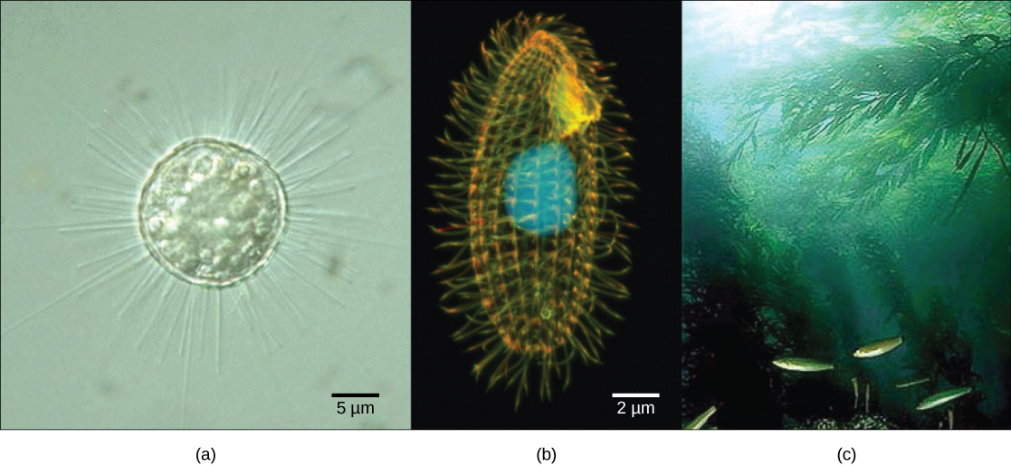 Part a is a micrograph of a round, transparent single-celled organism with long thin spines. Part b is a micrograph of an oval, transparent organism with ridges running along its length. The nucleus is visible as a large, round sphere. Cilia extend from the surface of the organism. Part c is an underwater photo of a kelp forest growing from the seabed.