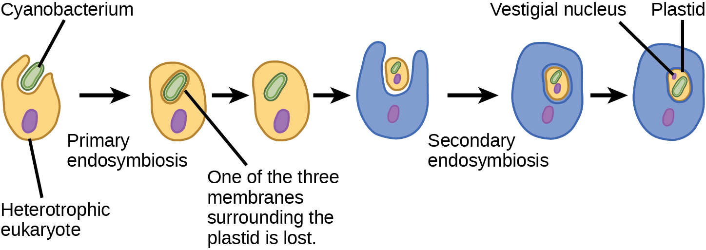 According to the secondary endosymbiosis theory, plastids in modern chlorarachniophytes arose via two endosymbiotic events. In the first event, a cyanobacterium was engulfed by a heterotrophic eukaryote. Cyanobacteria have two membranes and the endosymbiosis event gave rise to a third membrane. One of these membranes was lost. Then, in a second endosymbiotic event, the cell was engulfed by another cell. The first cell became a plastid, an organelle with a vestigial nucleus and an organelle membrane inside it; thus, the plastid has the appearance of a cell within a cell.