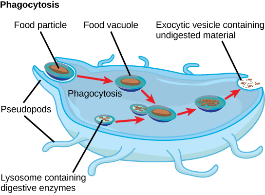 In this illustration, a eukaryotic cell is shown consuming a food particle. As the food particle is consumed, it is encapsulated in a vacuole. The vacuole fuses with a lysosome, and proteins inside the lysosome digest the food particle. Indigestible waste material is ejected from the cell when an exocytic vesicle fuses with the plasma membrane.