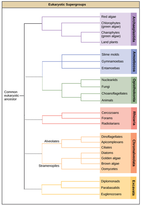 This image displays a proposed protist phylogony. On the left, a common eukaryotic ancester has one solid branch and four dotted branches connecting it to the other families. The solid line leads to archeaplasida, which includes algea and land plants, There are dotted lines extedning from the solid line; the first leads to amebozoa, which include slime molds, and leads to opistokonta which includes fungi and animals. The next leads to rhizaria, which include forams, and cercozoans. The next leads to chromalvealata, and broken into two categories, alveolates, containing ciliates, and stramenopiles, containing diatoms and brown algae. The last leads to excavata, containing diplomonads, and parabasalids.