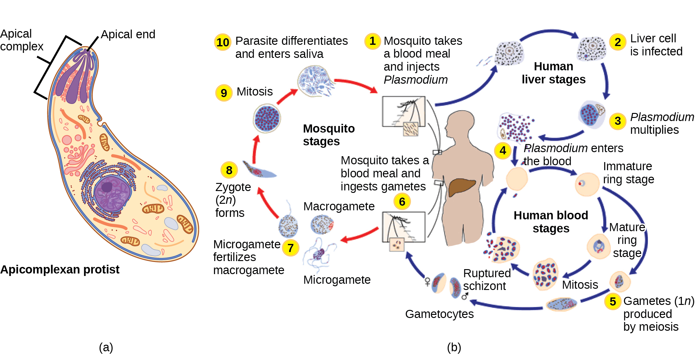 How did multicellular life evolve? Algae, yeast and protists like slime  moulds give some hints