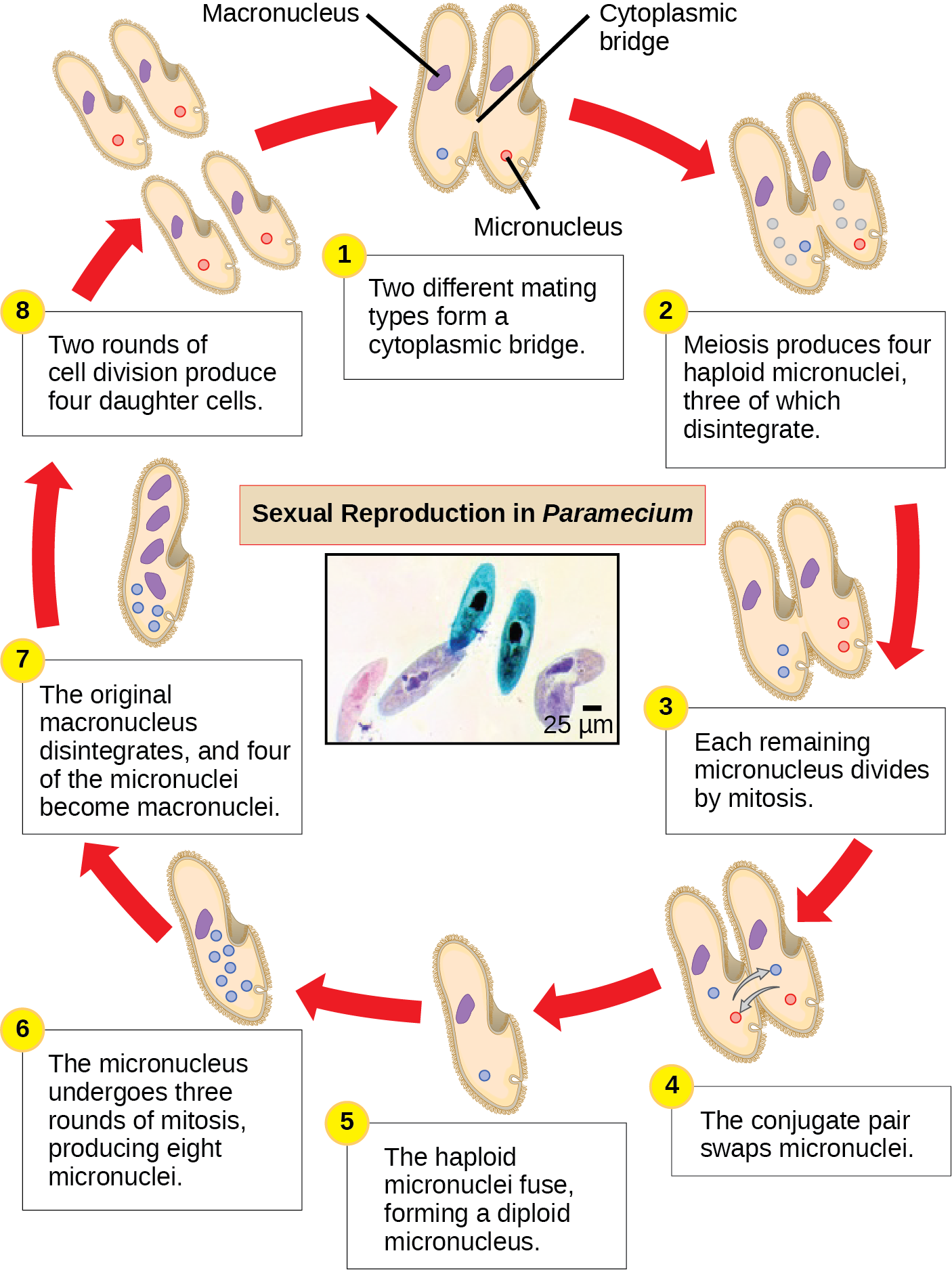 The illustration shows the life cycle of Paramecium. The cycle begins when two different mating types form a cytoplasmic bridge, becoming a conjugate pair. Each Paramecium has a macronucleus and a micronucleus. The micronuclei undergo meiosis, resulting in four haploid micronuclei in each parent cell. Three of these micronuclei disintegrate. The remaining micronuclei divide once by mitosis, resulting in two micronuclei per cell. The parent cells swap one of these micronuclei. The two haploid micronuclei then fuse, forming a diploid micronucleus. The micronucleus undergoes three rounds of mitosis, resulting in eight micronuclei. The original macronucleus dissolves, and four of the micronuclei become macronuclei. Two rounds of cell division result in four daughter cell per each parent cell, each with one macronucleus and one micronucleus.