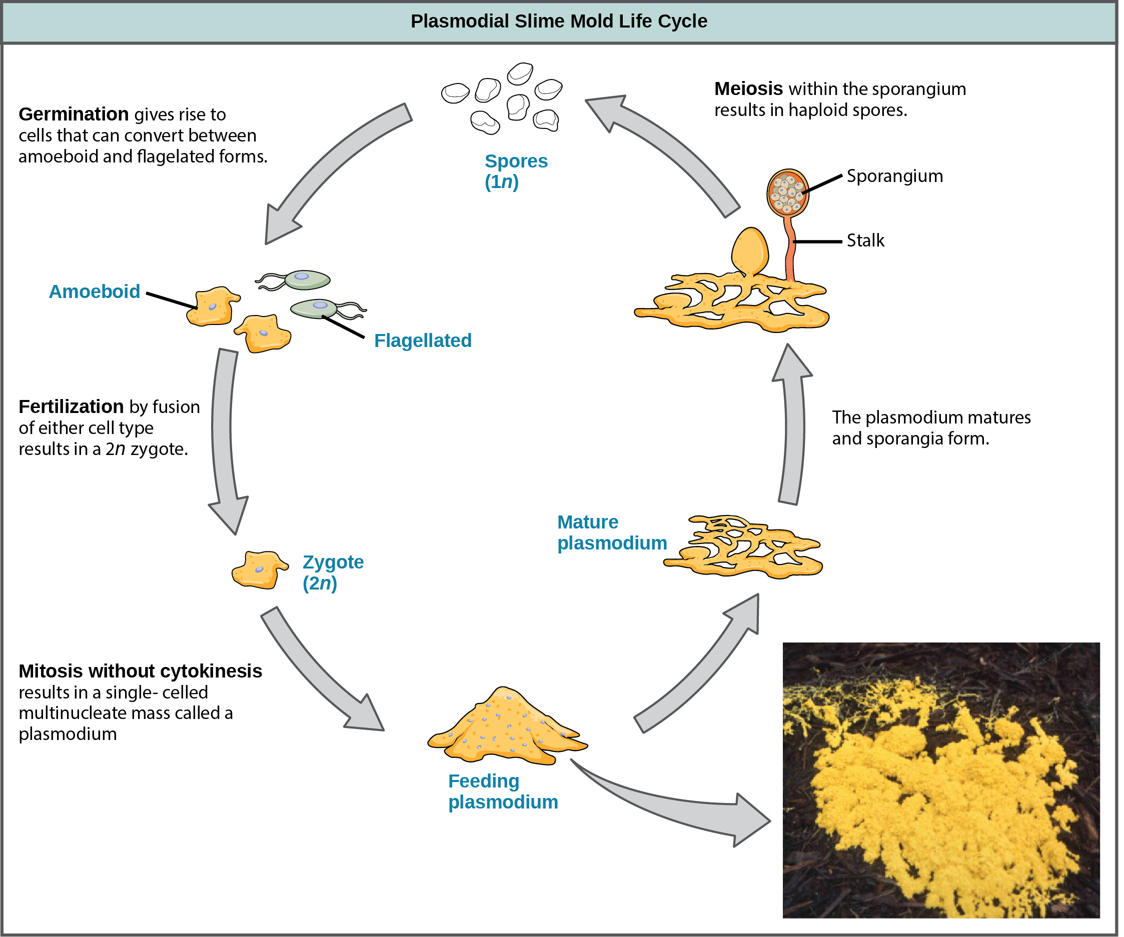 Illustration shows the plasmodium slime mold life cycle, which begins when 1n spores germinate, giving rise to cells that can convert between amoeboid and flagellated forms. Fertilization of either cell type results in a 2n zygote. The zygote undergoes mitosis without cytokinesis, resulting in a single-celled, multinucleate mass visible to the naked eye. A photo inset shows that the plasmodium is bright yellow and looks like vomit. As the plasmodium matures, holes form in the center of the mass. Stalks with bulb-shaped sporangia at the top grow up from the mass. Spores are released when the sporangia burst open, completing the cycle.