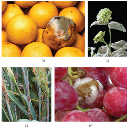 Image displays various plants and fruits infected with fungal pathogens. (a) green mold on grapefruit, (b) powdery mildew covering zinnia flower and leaves, (c) red-colored rust on barley, (d) grey rot on grapes, which appears as a fibrous, almost cotton-like substance.