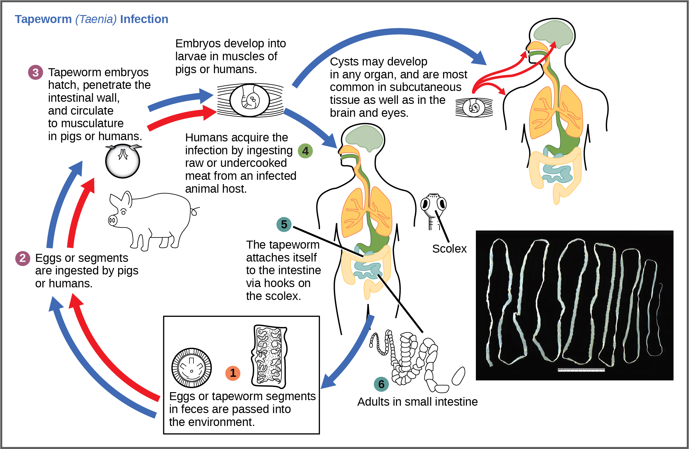 The life cycle of a tapeworm begins when eggs or tapeworm segments in the feces are ingested by pigs or humans. The embryos hatch, penetrate the intestinal wall, and circulate to the musculature in both pigs and humans. Humans may acquire a tapeworm infection by ingesting raw or undercooked meat. Infection may results in cysts in the musculature, or in tapeworms in the intestine. Tapeworms attach themselves to the intestine via a hook-like structure called the scolex. Tapeworm segments and eggs are excreted in the feces, completing the cycle.