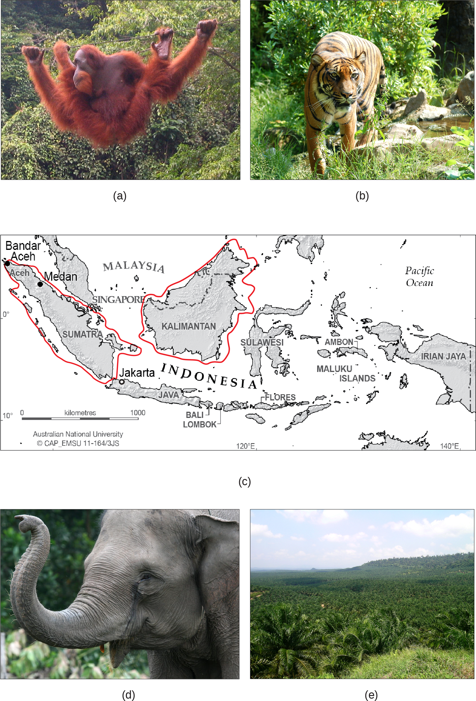 Photo A shows an orangutan hanging from a wire in a lush rainforest filled with many different kinds of vegetation. Photo B shows a tiger. Map C shows the islands of Borneo and Sumatra in the south Pacific, just northwest of Australia. Sumatra is in the country of Indonesia. Half of Borneo is in Indonesia, and half is in Malaysia. Photo D shows a gray elephant. Photo E shows rolling hills covered with homogenous short, bushy oil palm trees.