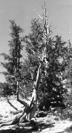 This picture (courtesy of Walter Gierasch) is of bristlecone pines (Pinus longaeva) growing in the White Mountains of eastern California.