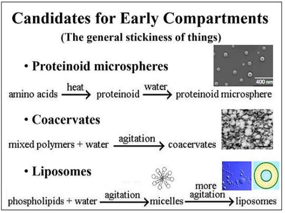 Micrographs and the production of coacervates, proteinoid microspheres and liposomes