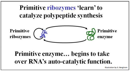 Shapely prebiotic RNAs may therefore have catalyzed synthesized peptides, some of which would eventually take over catalysis of RNA synthesis