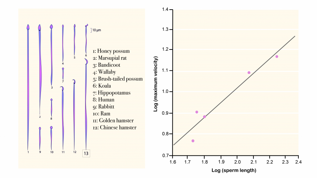 Among the best evidence for the presence of sperm competition in animals is the evolution of longer sperm tails in animals that have multiple mating partners. Longer tails are correlated with faster moving sperm. Males with longer, faster sperm can fertilize a female’s eggs before other males are able to.