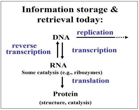 The Central Dogma, modified to account for reverse transcription and the behavior of retroviruses
