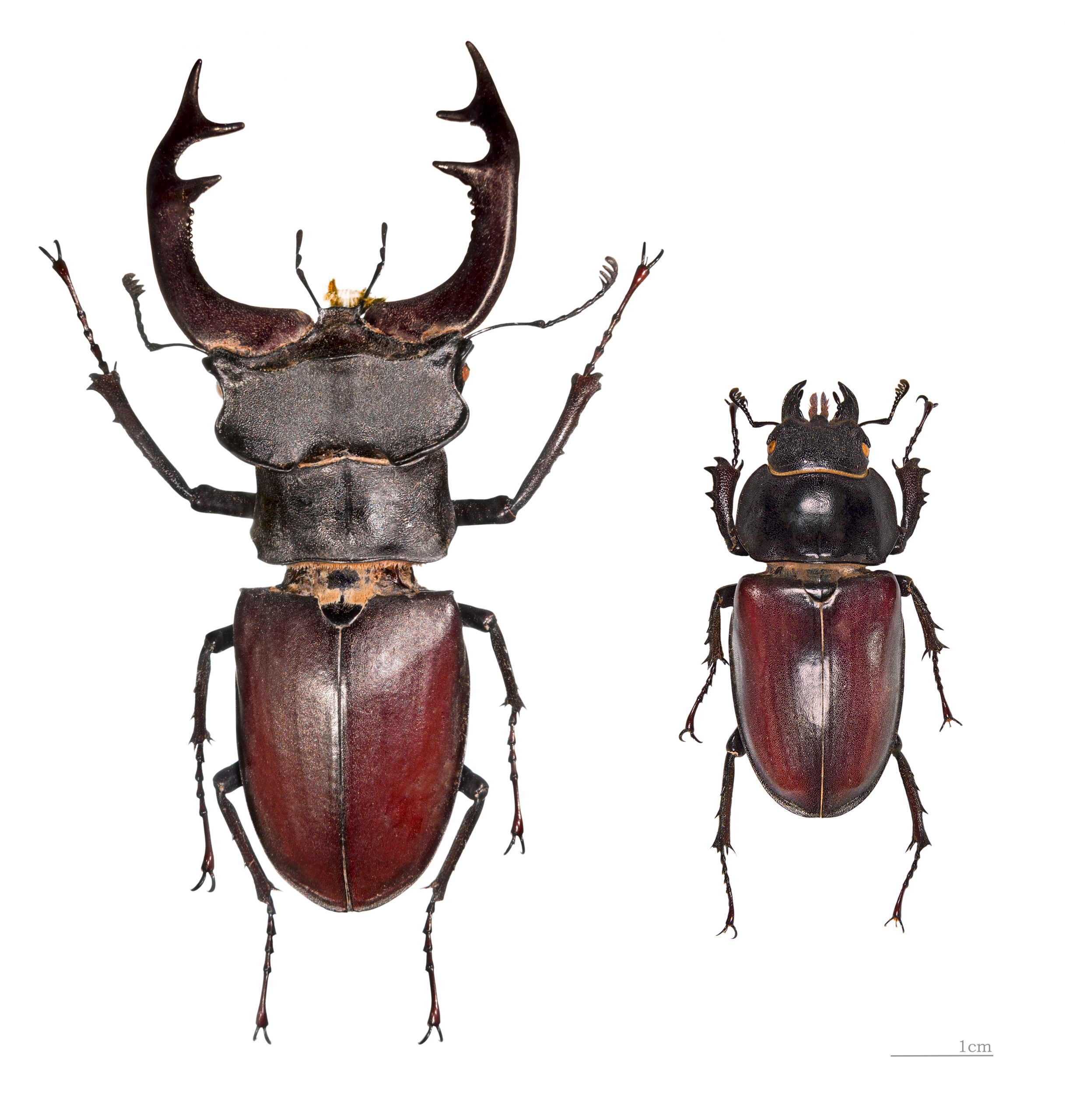 Photo depicts stag beetles