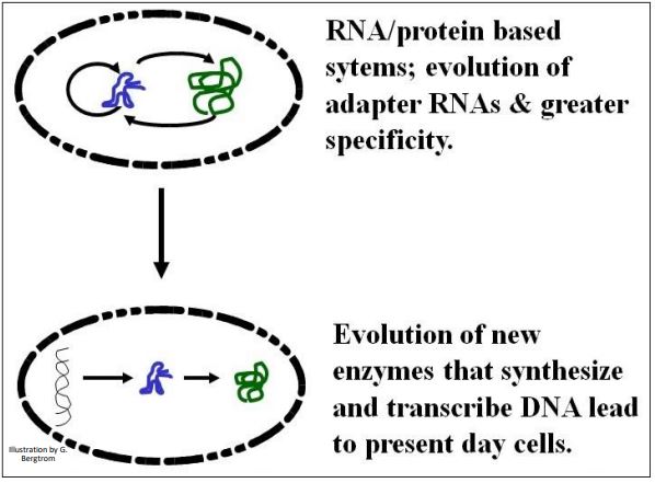 copied RNA information into DNA molecules