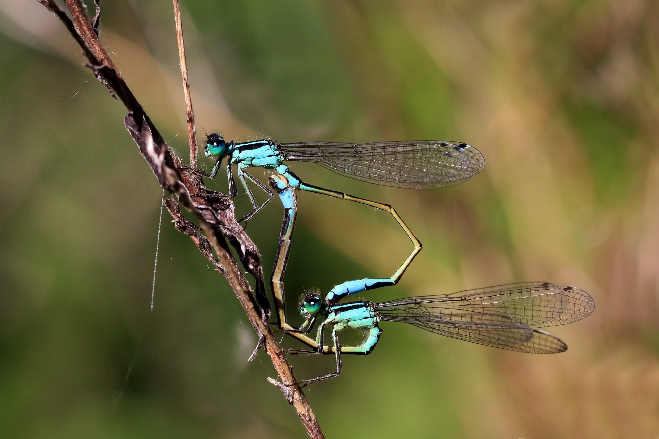 Photo depicts damselflies