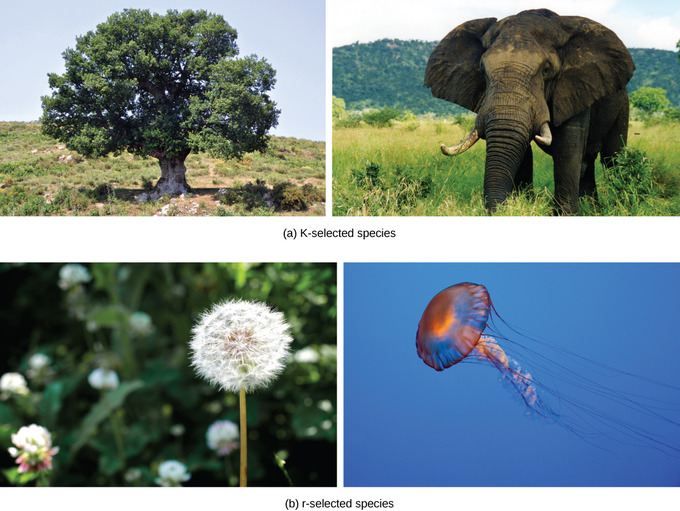 image depicting (A) Elephants are considered K-selected species as they live long, mature late, and provide long-term parental care to few offspring. Oak trees produce many offspring that do not receive parental care, but are considered K-selected species based on longevity and late maturation. (B) Dandelions and jellyfish are both considered r-selected species as they mature early, have short lifespans, and produce many offspring that receive no parental care