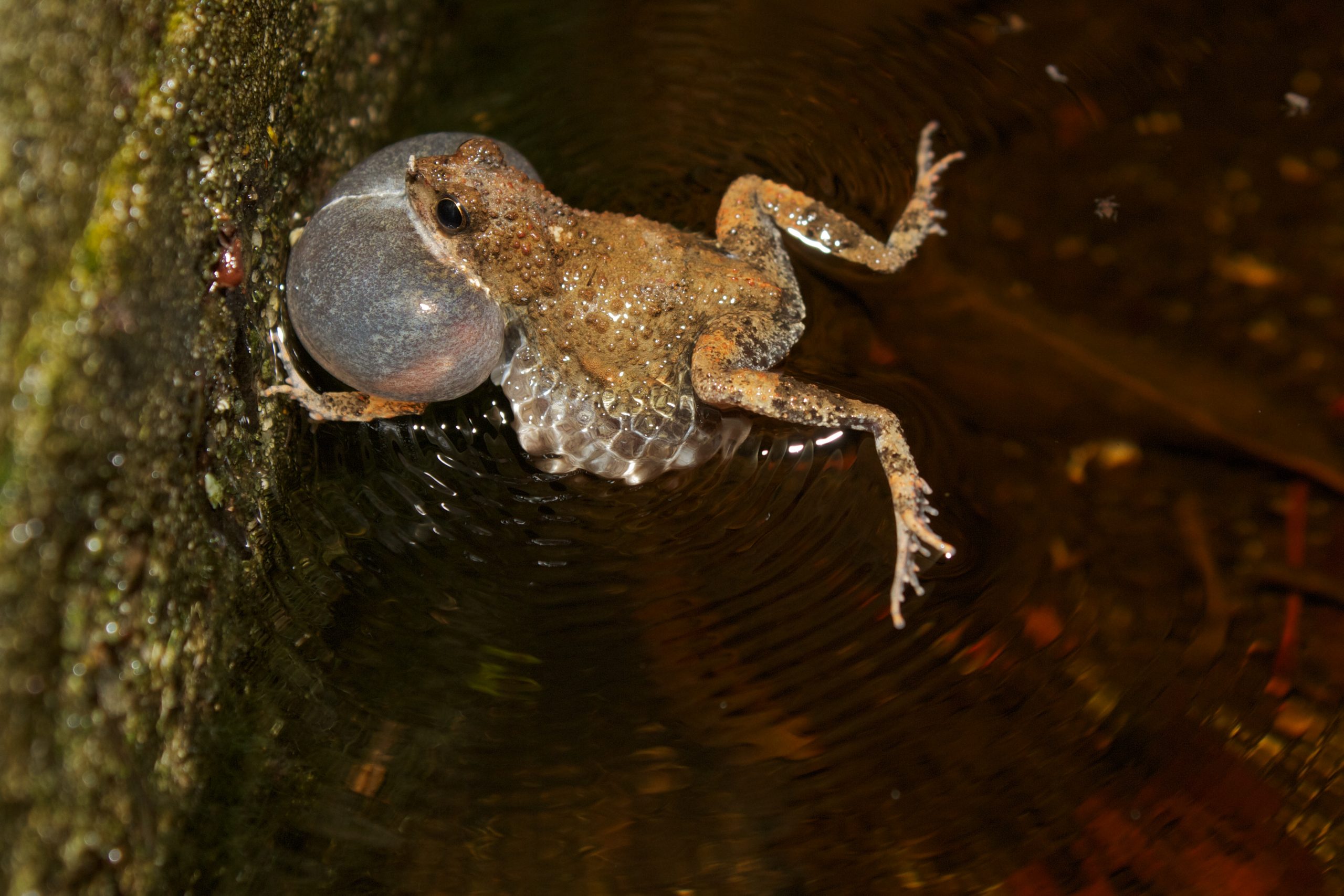 Photo depicts Túngara frog