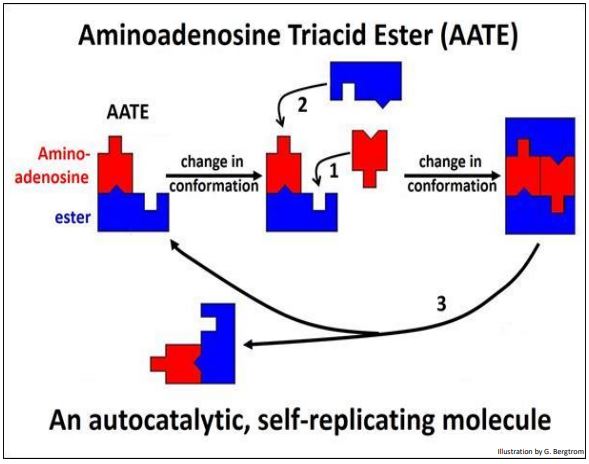 structure and replication of AATE
