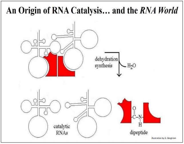the interaction between a two hypothetical RNAs and different hypothetical amino acids bound to each