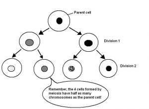 This flow chart shows a parent cell dividing into two sister chromatids. Both of the chromatids the further divide into gametes with half the genetic material of the parent cell. The word bubble calls this to attention.