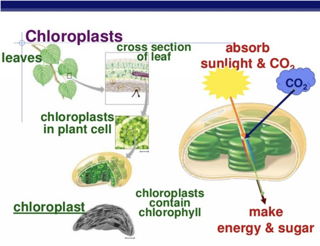 what-is-photosynthesis-with-pictures