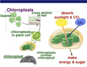 Figure one depicts photosynthesis moving from a macroscopic to microscopic level. It shows a leaf. Then it zooms in on a cross section of the leaf. Then it zooms in to depict a chloroplast within a plant cell. It then zooms in one more time to show chlorophyll in the chloroplasts. On the right, photosynthesis is shown as chlorophyll takes in sunlight and carbon dioxide to make sugar and energy.