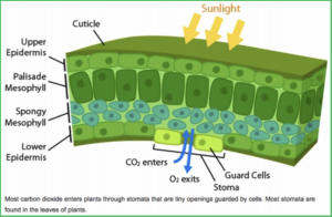 A cross section of a leaf is depicted. From top to bottom the cuticle, upper epidermis, palisade mesophyll, spongey mesophyll, and the lower epidermis are labelled. Sun rays are hitting the top of the leaf. A stomata is depicted on the bottom of the leaf where carbon dioxide is leaving the leaf.