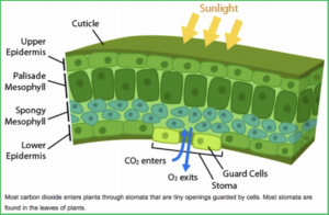 Where does carbon dioxide go?