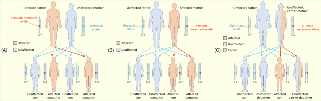 This image delineates the inheritance of sex-linked genes. The image provides a couple scenarios with either the mother or father being affected or a carrier. Each combination can affect the offspring in a variety of ways depending on their gender.