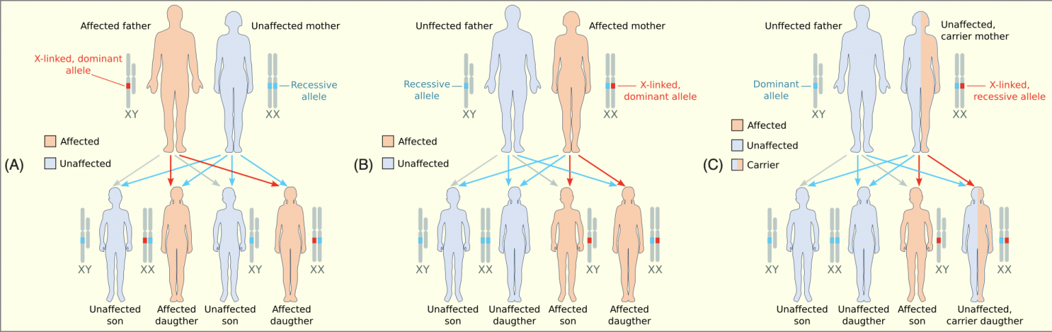 dominant-and-recessive-traits-in-plants-animals-and-humans