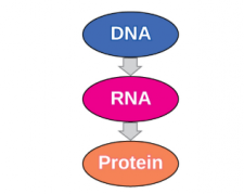 Protein Synthesis – Classroom Partners