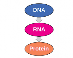 The schematic demonstration of DNA encodes RNA, and RNA encodes Protein