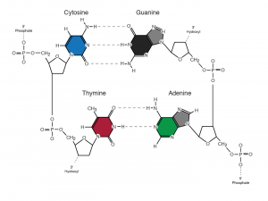 A schema showing the structure of a nucleotide