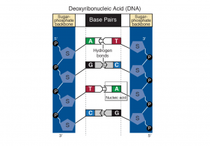 Demonstration of DNA base pair (includes connection with sugar-phosphate group)