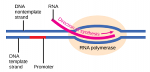 The initiation of transcription begins when DNA is unwound, forming a transcription bubble. Enzymes and other proteins involved in transcription bind at the promoter.