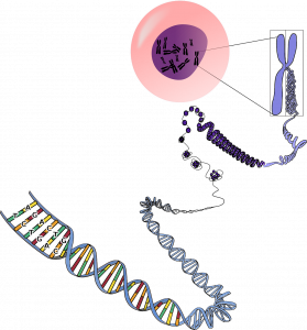 Decomposition from chromosomes to DNA structure