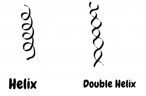 Two Images: demonstration of Helix and Double Helix