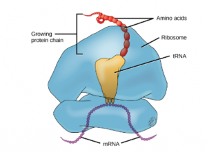 A graph showing that the protein synthesis machinery includes the large and small subunits of the ribosome, mRNA, and tRNA.