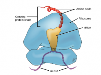 Protein Synthesis – Classroom Partners