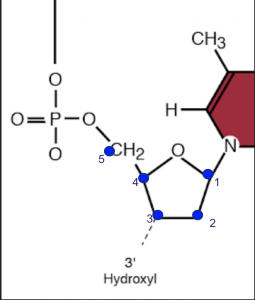 A portion of one nucleotide